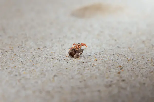 Hermit Crabs!