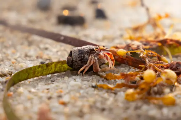 More Hermit Crabs!