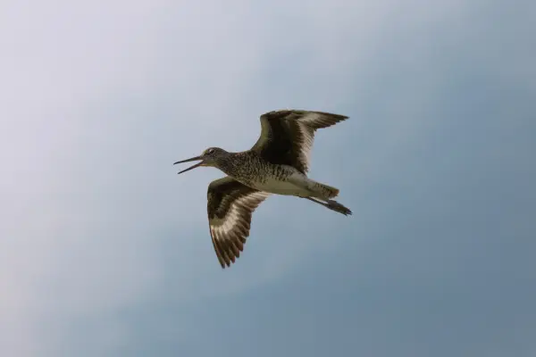 A bird soaring above a marsh in west falmouth MA