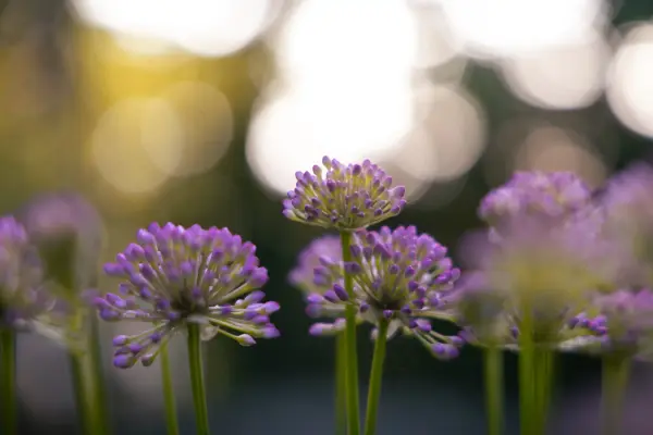Flowers of the summer house backyard.